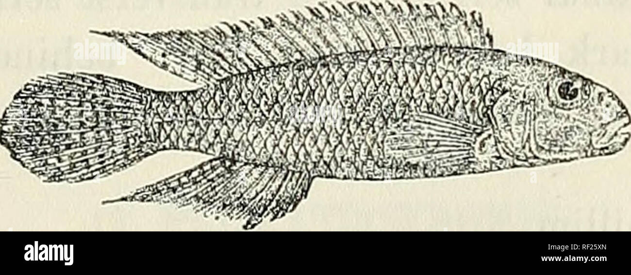 . Catalogue of the fresh-water fishes of Africa in the British Museum (Natural History). British Museum (Natural History); Fishes; Freshwater animals. NANNOCHKOMIS. 375 12. NANNOCHROMIS. Pseudoplesiops (non Bleek.), Bouleng. Ann. Mus. Congo, Zool. i. p. 121 (1899), and Poiss. Bass. Congo, p. 431 (1901). Hanochromis, Pellegr. Mem. Soc. Zool. France, xvi. 1904, p. 273. Distinguished from Paratilapia by the position of the upper lateral line, which is much higher up, nearly the whole, or at least a con- siderable part, of its course running along the series of scales contiguous to the base of the Stock Photo