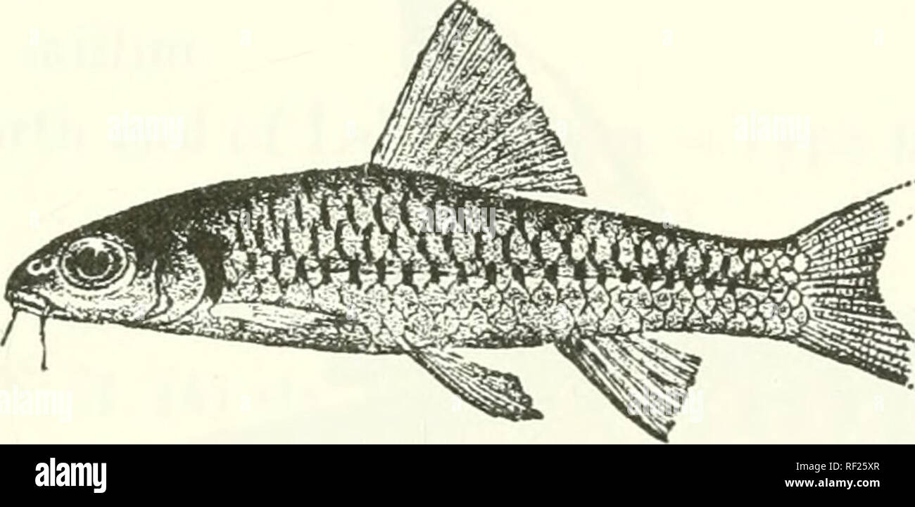 . Catalogue of the fresh-water fishes of Africa in the British Museum (Natural History). Fishes; Freshwater animals. BAEBUS. 141 22-27. Ad. &amp; hgr., types. 28-29. Ad., type. 30-33. Ad., types. 34-35. Ad. &amp; hgr. 36-37. Ad. 38. Ad. 0 irovve. Rette Cama, Gaboon. Kaika-N'Zobe, Chiloango. Landana, Lower Congo. Lindi R., Upper Congo. Irumu, W. of Ruwenzori (Congo System). Miss Kingsley (C). Major Cabra (C). Dr. Jackson (C.) ; Hon. W. Rothschild (P.). M. M. Storms (C). R. B. Woosnam, Esq. (C.); Ruwenzori Expedition. 132. BARBUS MIOLEPIS. Bouleng. Ann. Mns. Congo, Zool. ii. p. 31, pi. ix. fig.  Stock Photo