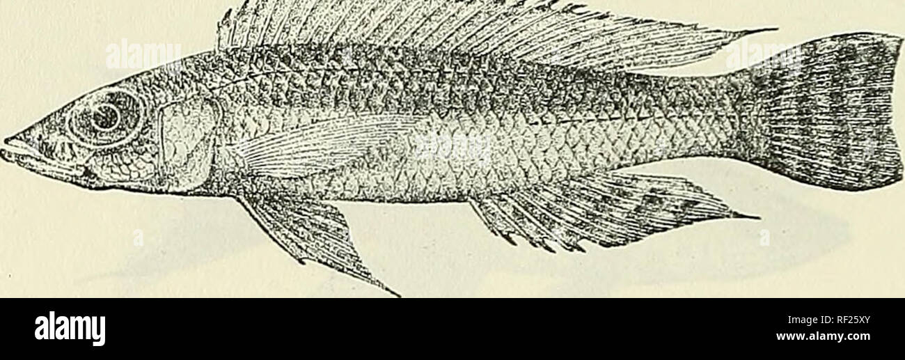 . Catalogue of the fresh-water fishes of Africa in the British Museum (Natural History). British Museum (Natural History); Fishes; Freshwater animals. 3 / 4 CICHLID^E. 53. PARATILAPIA CALLIUP.A. Bouleng. Ann. &amp; Mag. N. H. (7) vii. 1901, p. 2, Poiss. Bass. Congo, p. 422 (1901), and Tr. Zool. Soc. xvi. 1901, p. 151, pi. xix. fig. 3 ; Pellegr. Mem. Soc. Zool. France, xvi. 1904, p. 269. Depth of body 4 to 4| times in total length, length of head 3 to 3J times. Head 2h times as long as broad, with straight or slightly convex upper profile ; lower jaw projecting; snout pointed, as long as broad, Stock Photo