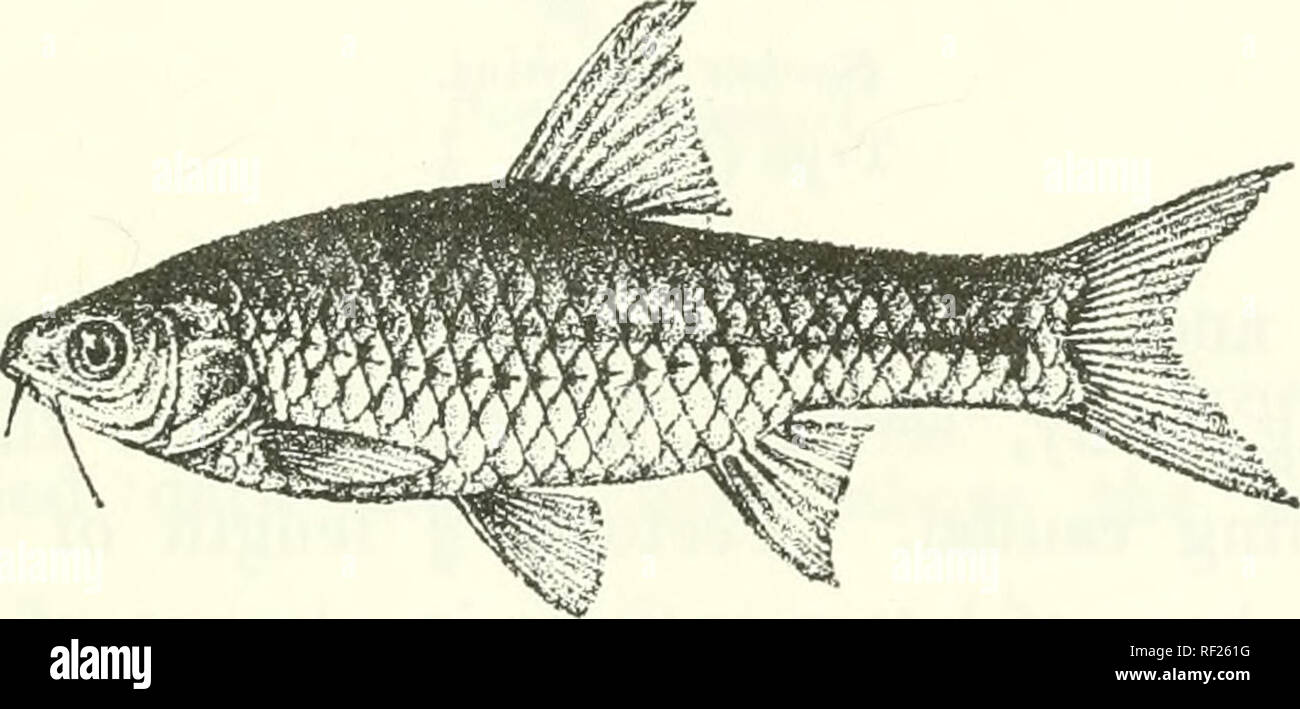. Catalogue of the fresh-water fishes of Africa in the British Museum (Natural History). Fishes; Freshwater animals. BAEBUS. 125 a greyish stripe along each side of the body above the lateral line; a small blackish spot at base of caudal. Total length 120 millim. Lake Tanganyika. 1-3. Types. N. end of Tanganyika. Prof. J. E. S. Moore (C). 4-8. Hgr. &amp; yg. Kitutii. Dr. W. A. Cunnington (C). 113. BARBUS LUMIENSIS. Bouleng. Ann. &amp; Mag. N. H. (7) nI. 1903, p. 52, pi. v. fig. 2. Depth of body 3J times in total length, length of head i times. Snout rounded, as long as eye, which is 4 times in Stock Photo