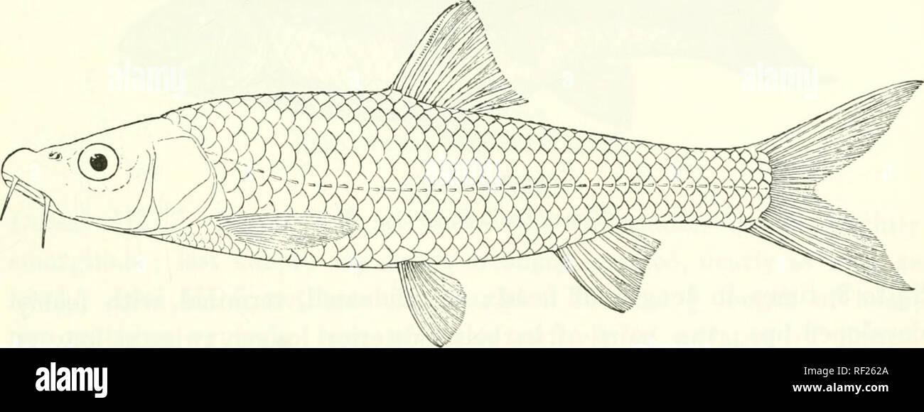 . Catalogue of the fresh-water fishes of Africa in the British Museum (Natural History). Fishes; Freshwater animals. BAKBUS. 12; of head, not reacbino: ventral; base of latter below anterior half of dorsal. Caudal peduncle 1^ times as long as deep. Scales radiately striated, 37 r-t, 4 between lateral line and ventral, 16 round caudal peduncle. Silvery, back brownish. Total length 85 millim. Akaki River (Hawash System), Southern Ethiopia. 1. Type. Akaki 1. Mr. P. C. Zaphiro (C.) ; W. N. McMillan, Esq. (P.). 111. BARBUS CAPENSIS. Barhus {Cheiloharhus) caj^ensis, A. Smith, 111. Zool. S. Afr., Fi Stock Photo