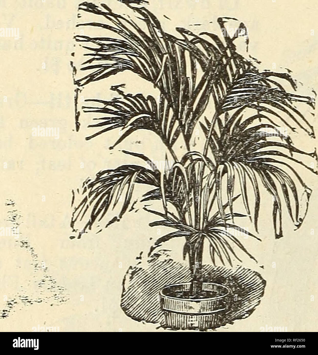 . Catalogue of fruit trees, evergreens, roses, etc. Nurseries