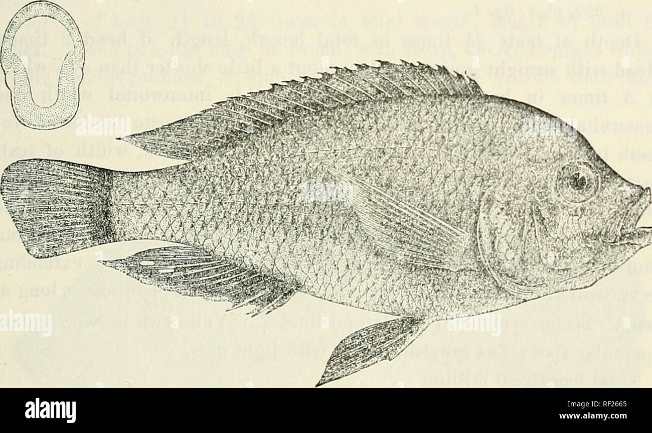 . Catalogue of the fresh-water fishes of Africa in the British Museum (Natural History). British Museum (Natural History); Fishes; Freshwater animals. PABATILAPIA. 549 30. PARATILAPIA POLYODOX. Bouleng. Ann. Mus. Genova, (3) iv. 1909, p. 3063 fig., and v. 1911, p. 68. Depth of body 2^ times in total length, length of head 3 times. Head nearly twice as long as broad ; snout with concave upper profile, broader than long, slightly longer than eye, which is 4 times in length of head, 1-^ times in interorbital width, and exceeds prseorbital depth ; mouth oblique, with thick lips, extending to below Stock Photo