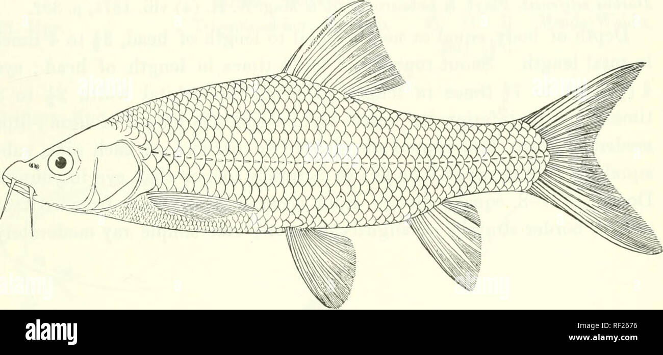 . Catalogue of the fresh-water fishes of Africa in the British Museum (Natural History). Fishes; Freshwater animals. BARBUS. 109 9G. BARBUS CALLENSIS. Cuv. &amp; Val. Hist. Poiss. xvi. p. 147 (1842) ; auichen. Explor. Sc. Alg., Poiss. p. 93 (1850). ? Barhus leptopogon (Agass.), Bonap. Icon. Faun. Ital., Pesc. pi. —. fig. 3 (1839). Barhus callensis, part., Giinth. Cat. Fish. vii. p. 92 (1868) ; Playf. &amp; Letourn. Ann. &amp; Mag. N. H. (4) viii. 1871, p. 392. Depth of body 3J to 4 times in total length, length of head about the same. Snout rounded, 3 times in length of head; eye 3^ (young) to Stock Photo