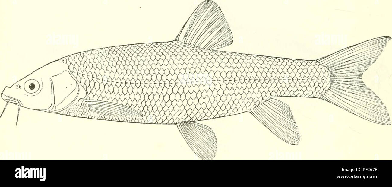 . Catalogue of the fresh-water fishes of Africa in the British Museum (Natural History). Fishes; Freshwater animals. 108 CYPEINID^. 95. BARBUS BISCARENSIS, sp. n. Barhm calJensis, part., Guntli. Cat. Fish. vii. p. 92 (1868) ; Playf. &amp; Letourn. Ann. &amp; Mag. N. H. (4) viii. 1871, p. 392. Depth of body 4 to 4J times in total length, length of head 3| to 4 times. Snout rounded, 3 times in length of head; eye 4 (young) to 5 times in length of head, interorbital width 2f to 3 times ; mouth terminal or subinferior, its width 3f to 4 times in length of head ; lips moderate, interrupted on chin  Stock Photo
