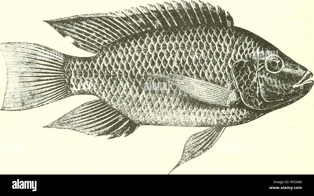 . Catalogue of the fresh-water fishes of Africa in the British Museum (Natural History). Fishes; Freshwater animals. 172 CrCHLID.^. 3f times. Head If to 2 times as long as broad ; snout rounded, with straight or convex upper profile, as broad as or a little broader than long, as long as or shorter than postocular part of head; eye 4 to 5^ times in length of head, | to | interorbital width, equal to or a little less than prteorbital depth; mouth moderate, 5 to 4 width of head, extending to between nostril and eye; teeth in 4 (young) to 8 series, GO (young) to 110 in outer series of upper jaw ;  Stock Photo