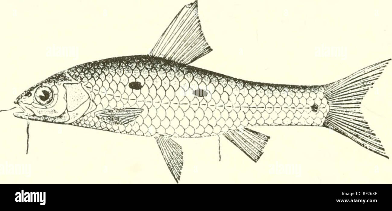 . Catalogue of the fresh-water fishes of Africa in the British Museum (Natural History). Fishes; Freshwater animals. 104 CYPEINID.1^. Barhus katanya', Bouleiig'. Ann. Mus. Congo, Zool. i. p. 132, pi. xlix. fig. 1 (1900), and Poiss. Buss. Congo, p. 22^ (1901). Barhus dedpiens, Bouleng. Ann. &amp; Mag. N. H. (7) xix. 1907, p. 492. Depth of body 3 to 4 times in total length, length of head 3J to 4j times. Snout rounded, as long as or a little longer than eye iji adult; eye 3 to 4J times in length of head, interorbital width 2-| to 2|- times; mouth subinferior, with lips feebly developed and inter Stock Photo