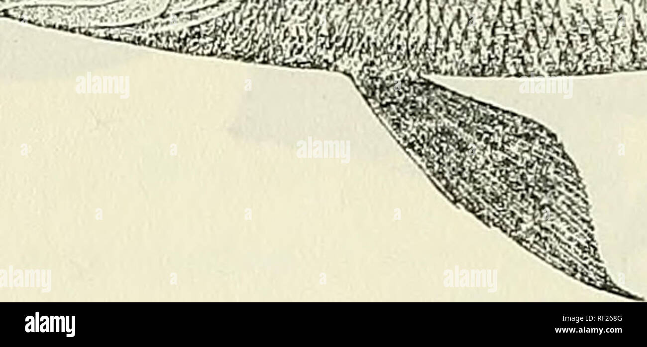 . Catalogue of the fresh-water fishes of Africa in the British Museum ...