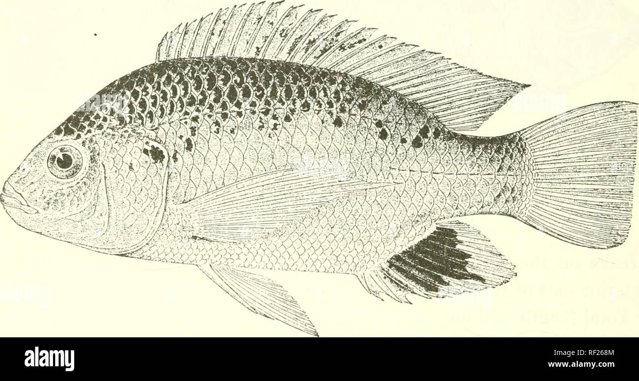 . Catalogue of the fresh-water fishes of Africa in the British Museum (Natural History). Fishes; Freshwater animals. 108 CJCHLID.E. convex upper profile, much broader than long (H to 1§), J to f post- ocnlar part of head; eye 3J (young) to OJ times in length of head, H (young) to 3 times in interorbital width, equal to or a little less than prteorbital depth ; mouth rather small, i to | width of head, extending to between nostril and eye ; teeth in 4 to 8 series, 50 (young) to 120 in outer series of upper jaw ; 2 or 3 series of scales on the cheek, width of scaly part not greater than diameter Stock Photo