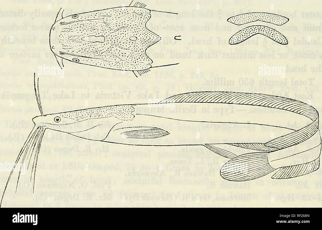 . Catalogue of the fresh-water fishes of Africa in the British Museum (Natural History). British Museum (Natural History); Fishes; Freshwater animals. 234 SILURID.E. 17-18. Yg. 19-21. Yg. Bubu R., Urangi, E. Africa. Kandoa, Usagara, „ 22-23, 24, 25, 26, Zanzibar. 27. Hg.&amp;yg. 28-29. Ys. 30. Yg. 31. Hgr. 32. Hgr. 33. Ad. 34-39. Hgr. &amp; yg- L. Tanganyika. Niamkolo, L. Tanganyika. L. Bangwelu. Chiromo, Shire R. Beira, Mozambique. Prof. 0. Neumann (C). Capt. Bloyet (C.) ; Paris Museum (E.). Sir L. Playfair (P.). Sir J. Kirk (P.). Prof. J. E. S. Moore (C). Dr. W. A. Cunnington (C). F. H. Mell Stock Photo