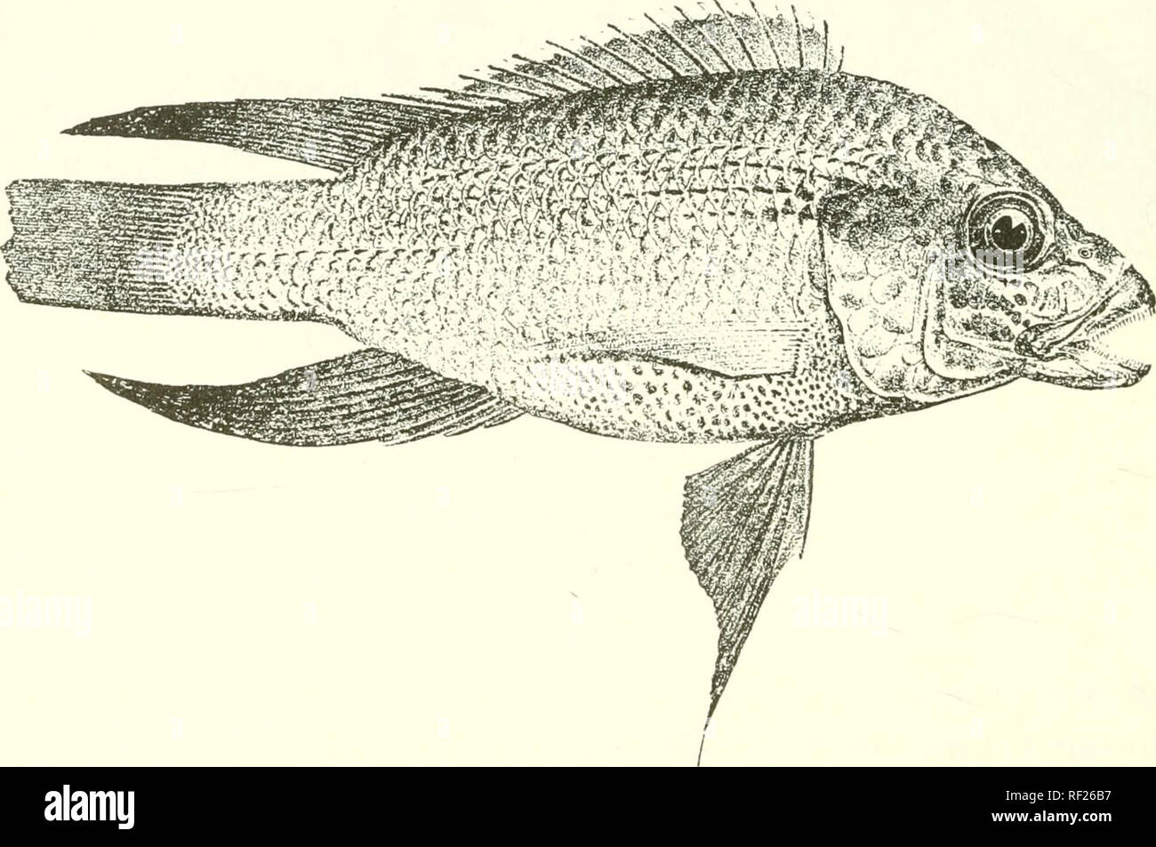 . Catalogue of the fresh-water fishes of Africa in the British Museum (Natural History). Fishes; Freshwater animals. 156 CICHLID.E. 30-33'^&quot;J; lateral lines jj^[-^. Brownish, olive, or blackish; vertical fins and ventrals blackish; dorsal and caudal edged with yellowish (red]). Total length 360 niillim. East Africa to Natal. Types in Berlin Museum. Sir J. Kirk (P.). Prof. VV. Peters (P.). Dr. Percy Kendall (C.) ; Sir h&quot; H. Johnston (P.). Dr. E. Wurren (P.). Mr. T. Ayres (C). Kev. N. Abraham (P.). 1-2. Ad. Zanzil)ar Coast. 3-4. Two of the Zanibesi. typos. 5. Ad. Ul)por Shire R. 6. Ad. Stock Photo