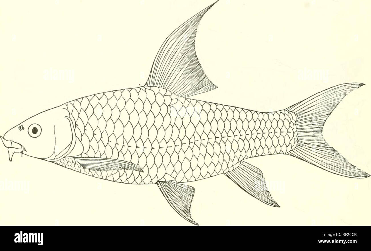 . Catalogue of the fresh-water fishes of Africa in the British Museum (Natural History). Fishes; Freshwater animals. 94 CYPRINID^. peduncle. Pinkish brown above, the scales edged with blackish, white beneath ; fins dark grey. Total length 235 millim. Upper Zambesi. Fig. 72.. 1-2. Types. Biirbua ch Holes. Type. |. Maranibii R., 2 miles above Victoria Falls. T. Oodrington, Esq. (P.). 81. BARBUS CAUDOVITTATUS. Bonleng. Ann. Mas, Congo, Zool. ii. p. 32, pi. ix. Hg. 2 (1002). Depth of body equal to length of head, 3J times in total length. Snout rounded, as long as eye, which is 3J times in length  Stock Photo