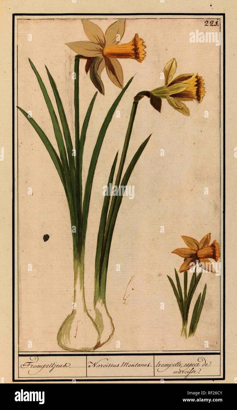 Wilde narcis (Narcissus pseudonarcissus). Trompettjens. / Narcissus  Montanus. / trompette, espece de narcisse. (title on object). Draughtsman:  Anselmus Boëtius de Boodt. Draughtsman: Elias Verhulst. Dating: 1596 -  1610. Place: Praag. Measurements: h