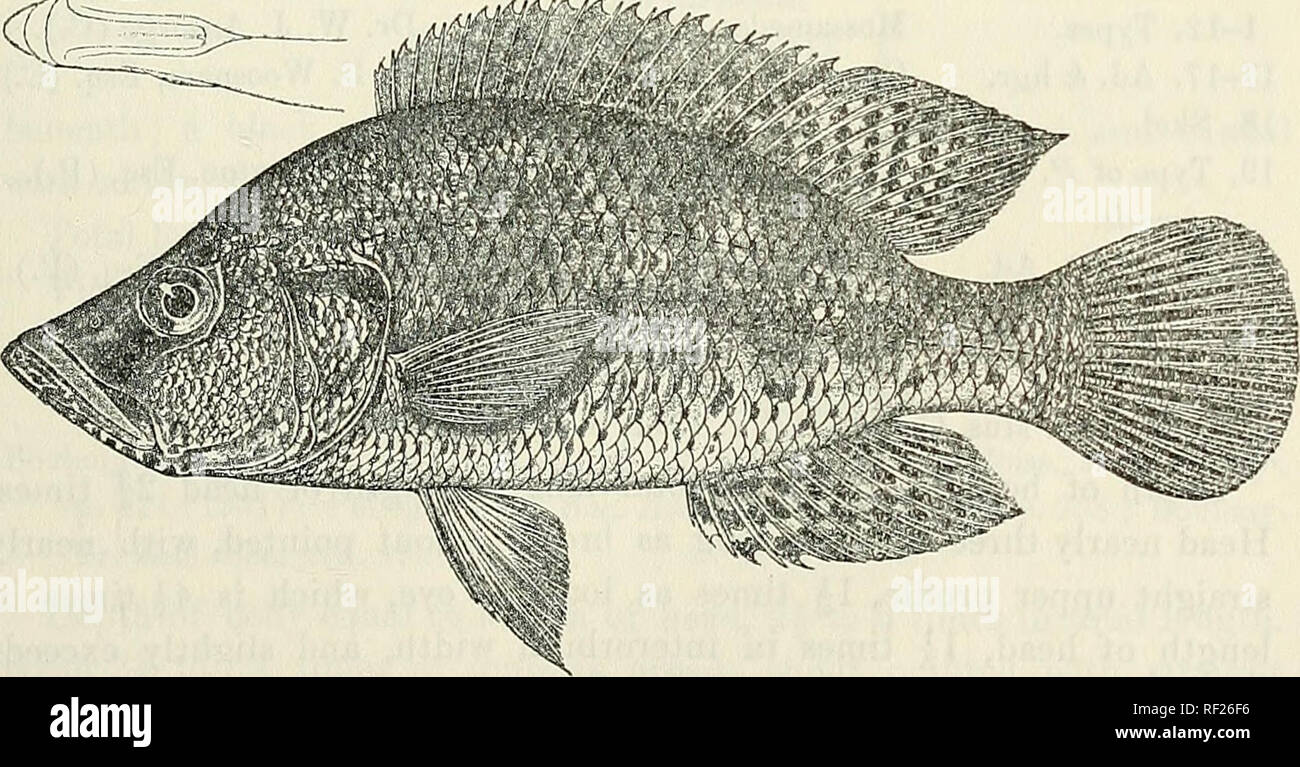 . Catalogue of the fresh-water fishes of Africa in the British Museum (Natural History). British Museum (Natural History); Fishes; Freshwater animals. ParalUapia angusticeps, male. Okovango E. (Tr. Z. S. 1911). i. Fie 214. &lt;(fS. Paratilapia angusticeps, female. Type of P. kafuensis, Kafue E. than interorbital width or least depth of prseorbital; mouth very pro- tractile, extending to below anterior border or anterior fourth of eye; VOL. III. Y. Please note that these images are extracted from scanned page images that may have been digitally enhanced for readability - coloration and appearan Stock Photo