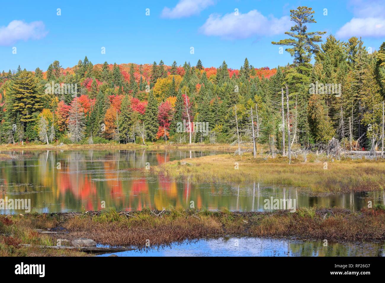 Pond in autumn, autumn colouring, Algonquin Provincial Park, Ontario, Canada Stock Photo