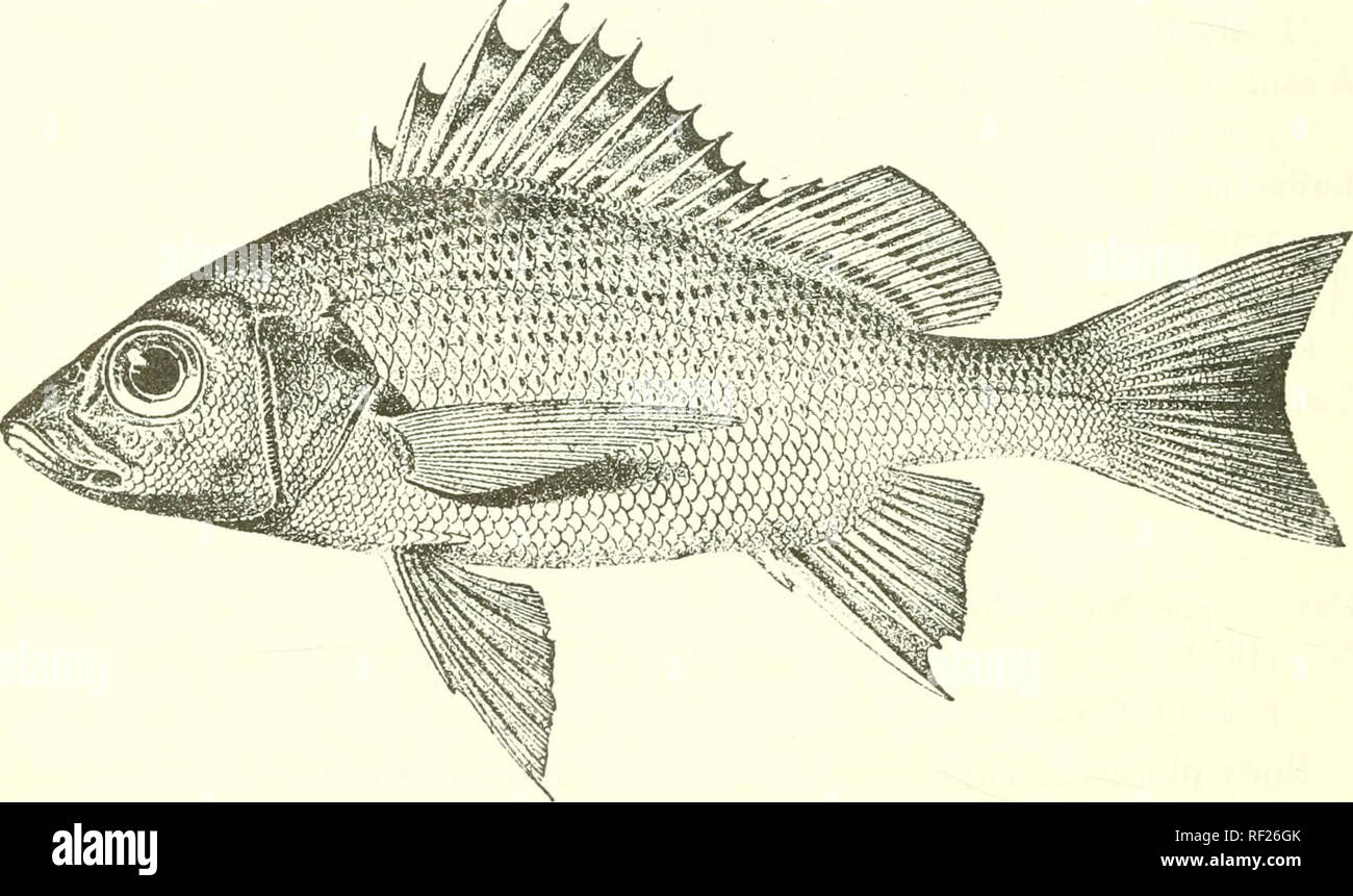 . Catalogue of the fresh-water fishes of Africa in the British Museum (Natural History). Fishes; Freshwater animals. 126 ^RISTIPOMATID.E. 1. PRISTIPOMA JUBELINT. Cuv. &amp; Val. Hist. Poiss. v. p. 250 (1830) ; Bleek. Nat. Verb. Ges. Haarlem, xviii. 186,H, no. 2, p. 54, pi. xii. fig. 2 ; Steind. Sitzb. Ak. Wien, Ix. i. 1869, p. 675, pi. ii., and Notes Leyd. Mus. xvi. 1894, p. 7 j Bouleng. Poiss. Bass. Congo, p. 387 (1901). Depth of body 2f to ^ times in total length, length of head 3 to 3J times. Snout with straight upper profile, as long as or a little longer than eye, which is 3 (young) to 4  Stock Photo
