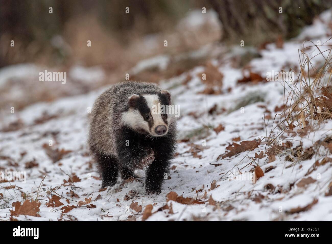 European badger (Meles meles) runs in snow, captive, Pilsen, Czech Republic Stock Photo