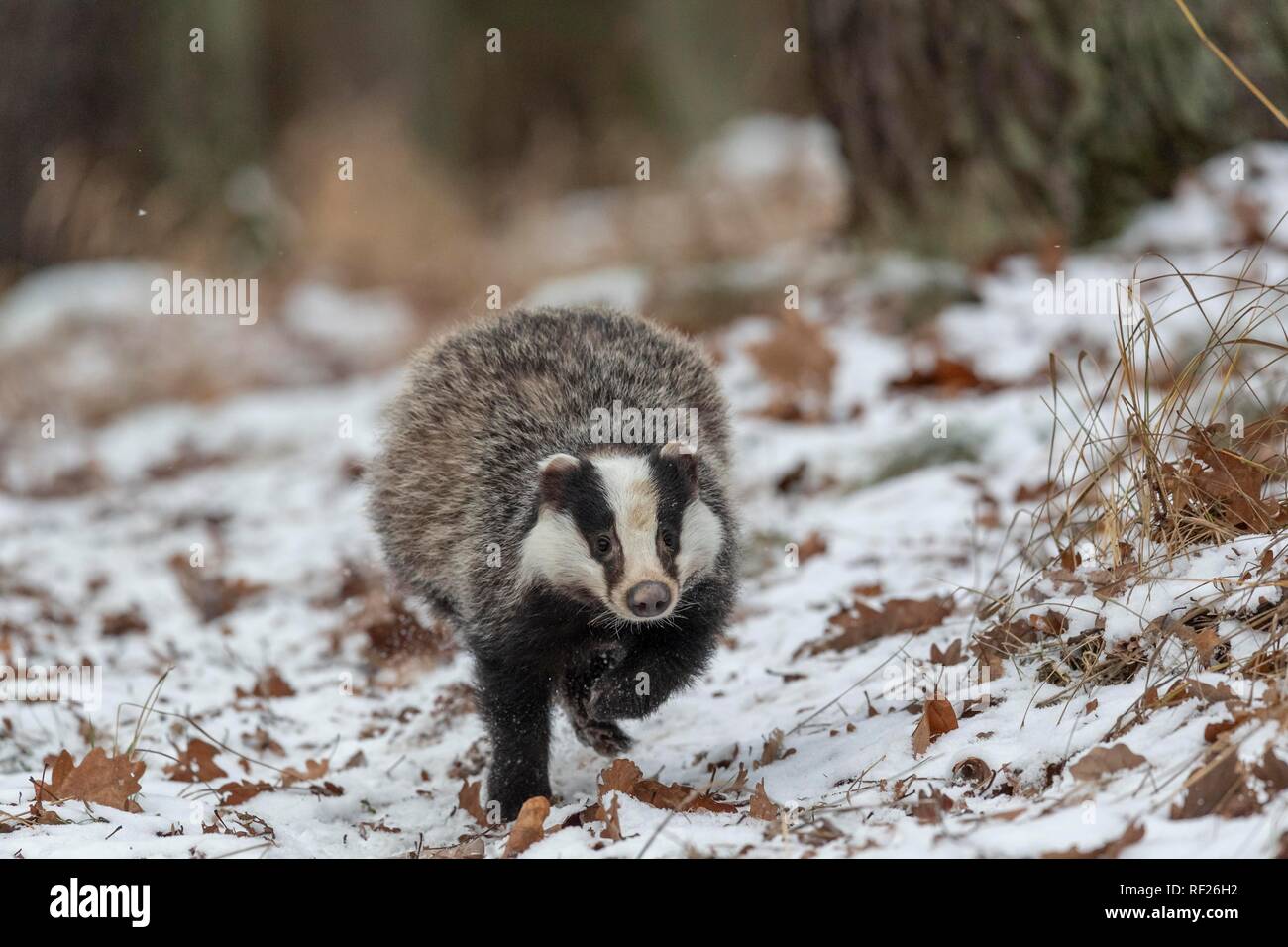 European badger (Meles meles) runs in snow, captive, Pilsen, Czech Republic Stock Photo