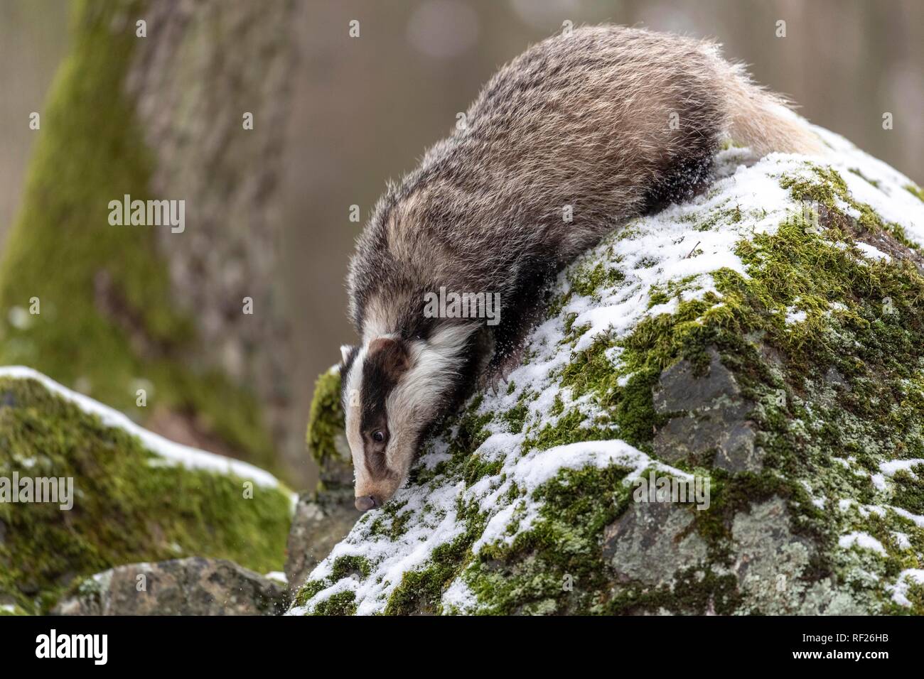 European badger (Meles meles) on a rock in the snow, captive, Pilsen, Czech Republic Stock Photo