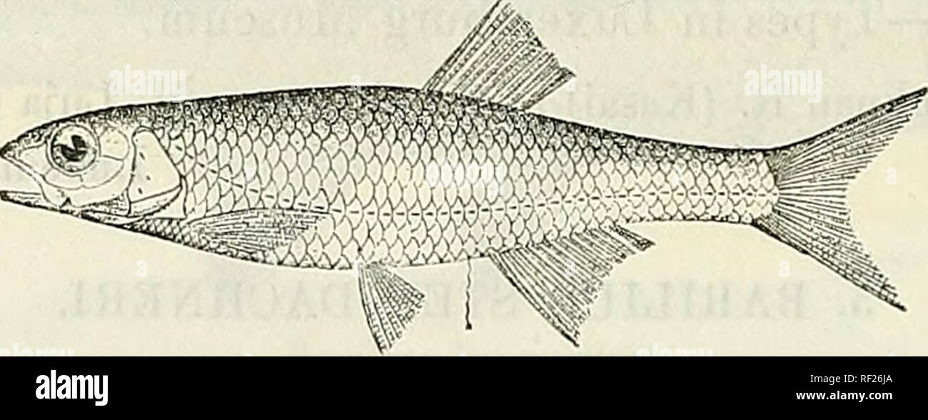 Barilius hires stock photography and images Alamy