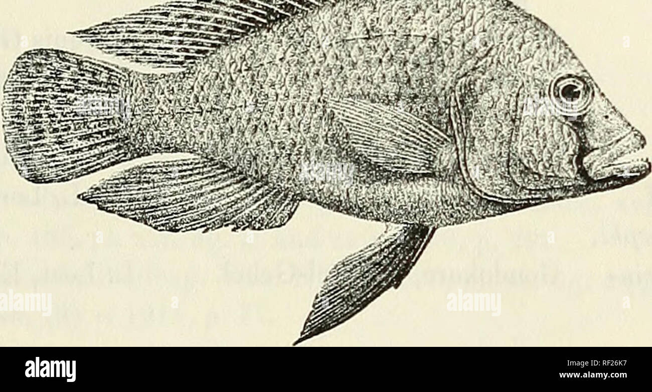 . Catalogue of the fresh-water fishes of Africa in the British Museum (Natural History). British Museum (Natural History); Fishes; Freshwater animals. HAPLOCHROMIS. 303 Tilapia flavii-josephi, Bouleng. 1. c. Paratilapia wingatii, Bouleng. Ann. &amp; Mag. N. H. (7) x. 1902, p. 264. Astatotilapia desfontainesi, Pellegr. Mem. Soc. Zool. France, xvi. 1904, p. 300, and xxii. 1910, p. 291. Tilapia {Ctenochromis) sparsidens, Hilgend. Zool. Jabrb., Syst. xxii. 1905, p. 408. Haplochromis desfontainesi. Bouleng. Fish. Nile, p. 501, pi. xc. fig. 3 (1907), aud Ann. Mus. Genova, (3) v. 1911, p. 71. Depth o Stock Photo