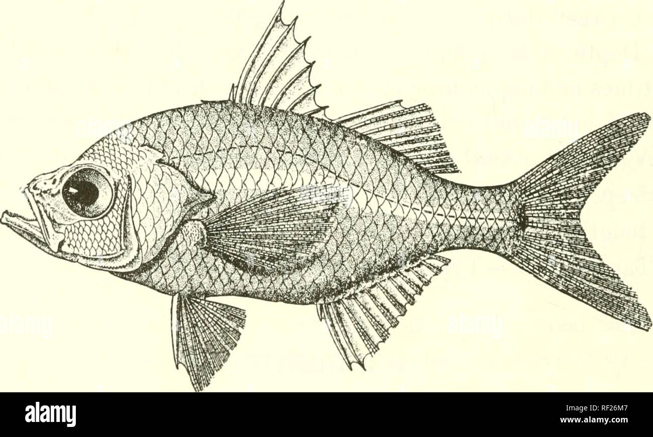 . Catalogue of the fresh-water fishes of Africa in the British Museum (Natural History). Fishes; Freshwater animals. 112 SEREANID^E. Ventrals b';lo,i^ base of pectorals, with a scaly basal process. Vertebrae 21 (10 + 14). Indian and Pacific Oceans; a few species in fresh waters. One species is to be included in the African fresh-water fauna*. 1. AMBASSIS COMMEHSONII. Centropomus amhassis, Lacep. Hist. Poiss. iv. p. 273 (1802). Amhassu conunersonii, Cuv. &amp; Val. Hist. Poiss. ii p. 17G, pi. xxv. (1828); Bleek. Verb. Batav. Gen. xxii. 1849, p. 30; Guntli. Cat. Fish. i. p. 223 (1859) r Peters,  Stock Photo