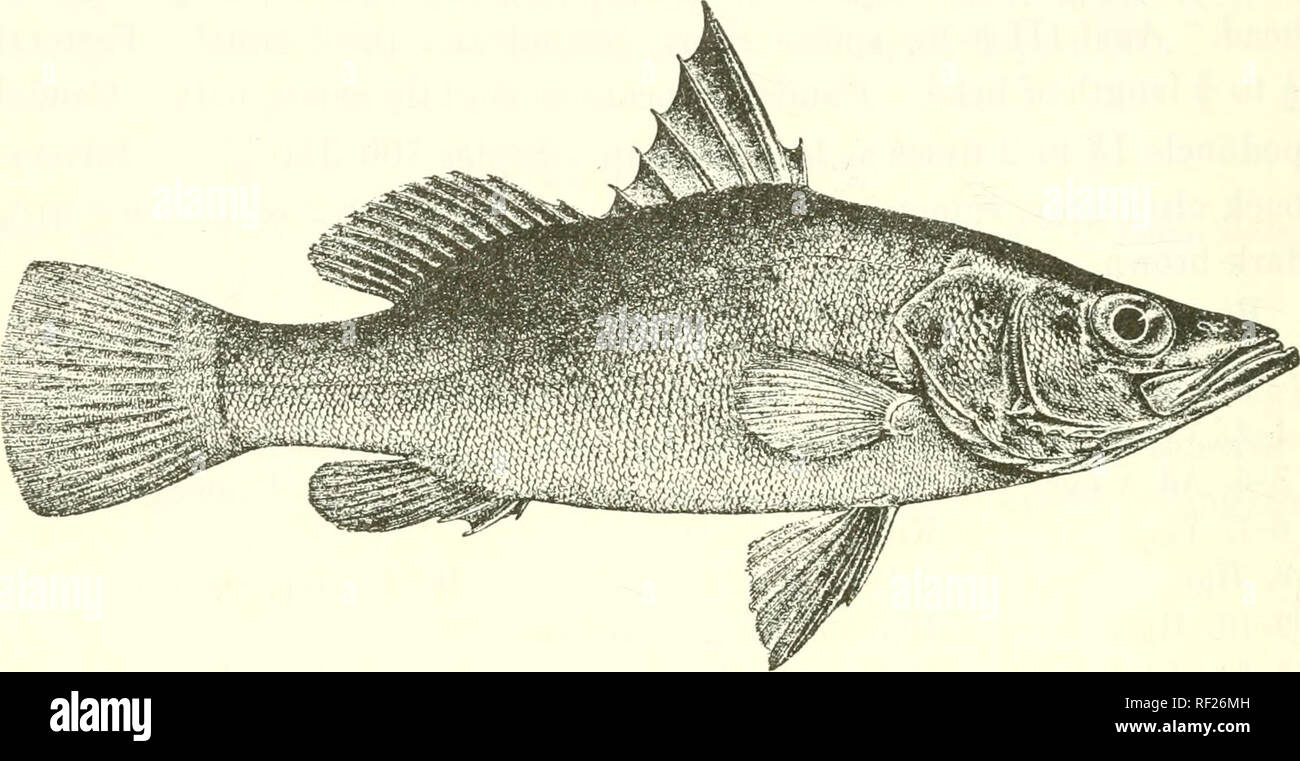 . Catalogue of the fresh-water fishes of Africa in the British Museum (Natural History). Fishes; Freshwater animals. no SEREANID.E. length of head. Caudal rounded. Caudal peduncle 1§ to 2 times as long as deep. Scales 125-150 33145. Yellowish, darkish grey above, shading to Avhite below; middle region of body faintly mottled with grey ; ventral fins yellowish. Fi&lt;?. 84. Lates antjusUfronis. Type (Tr. Z. S. 1906). 4. Total length 265 millim. Lake Tanganyika. 1. Type. 2. Hiir. Niainkolo. Kinyanikolo. Dr. W. A. Cunnington {().). Prof. J. E. S. Moore (C). 3. LUCIOLATES. Bouleng. Kcv. Zool. At'r Stock Photo