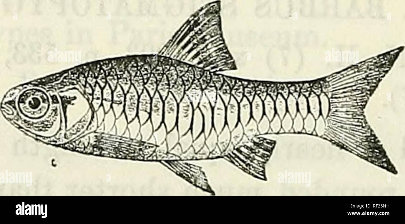. Catalogue of the fresh-water fishes of Africa in the British Museum (Natural History). British Museum (Natural History); Fishes; Freshwater animals. 186 CYPRINUXE. 185. BARBUS PUMILUS. Bouleng. Ann. &amp; Mag. N. H. (7) viii. 1901, p. 444, and Fish. Nile, p. 259, pi. xlviii. fig. 2 (1907). Depth of body equal or nearly equal to length of head, about 3 times in total length. Snout rounded, a little shorter than eye, which is 3 times in length of head and a little less than interorbital width ; mouth small, terminal; lips feebly developed; no barbels. Dorsal III 8, equally distant from eye and Stock Photo