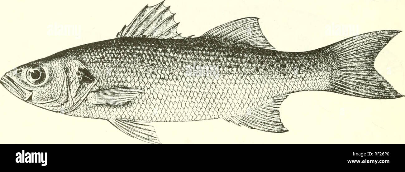 . Catalogue of the fresh-water fishes of Africa in the British Museum (Natural History). Fishes; Freshwater animals. 104 SEERANID.T^. DoJerl. Man. Ittiol. Medit. iv. p. 23 (1&lt;S89) ; Bellotti, Atti Soc. Ital. Sc. Nat. xxxiii. 3891, p. 121. Lahrax onentalis, Giintb. 1. c. Lahmx schoenleinii, Peters, Mon. Berl. Ac. 1865, p. 95, and 18()G, p. 512. DicentrarcliKS orientalis, JorJ. &amp; Eigenm. Bull. U.S. Fish. C-onini. viii. 1890, p. 425. IHcentrarehits i^iinctatus, Jord, &amp; Eigenm. t. c. p. 426. Morone jmndata, Bouleng. Cat. Fish. i. p. 1:J1 (1895), and Fish. Nile, p. 449, fig. (1907). Very Stock Photo