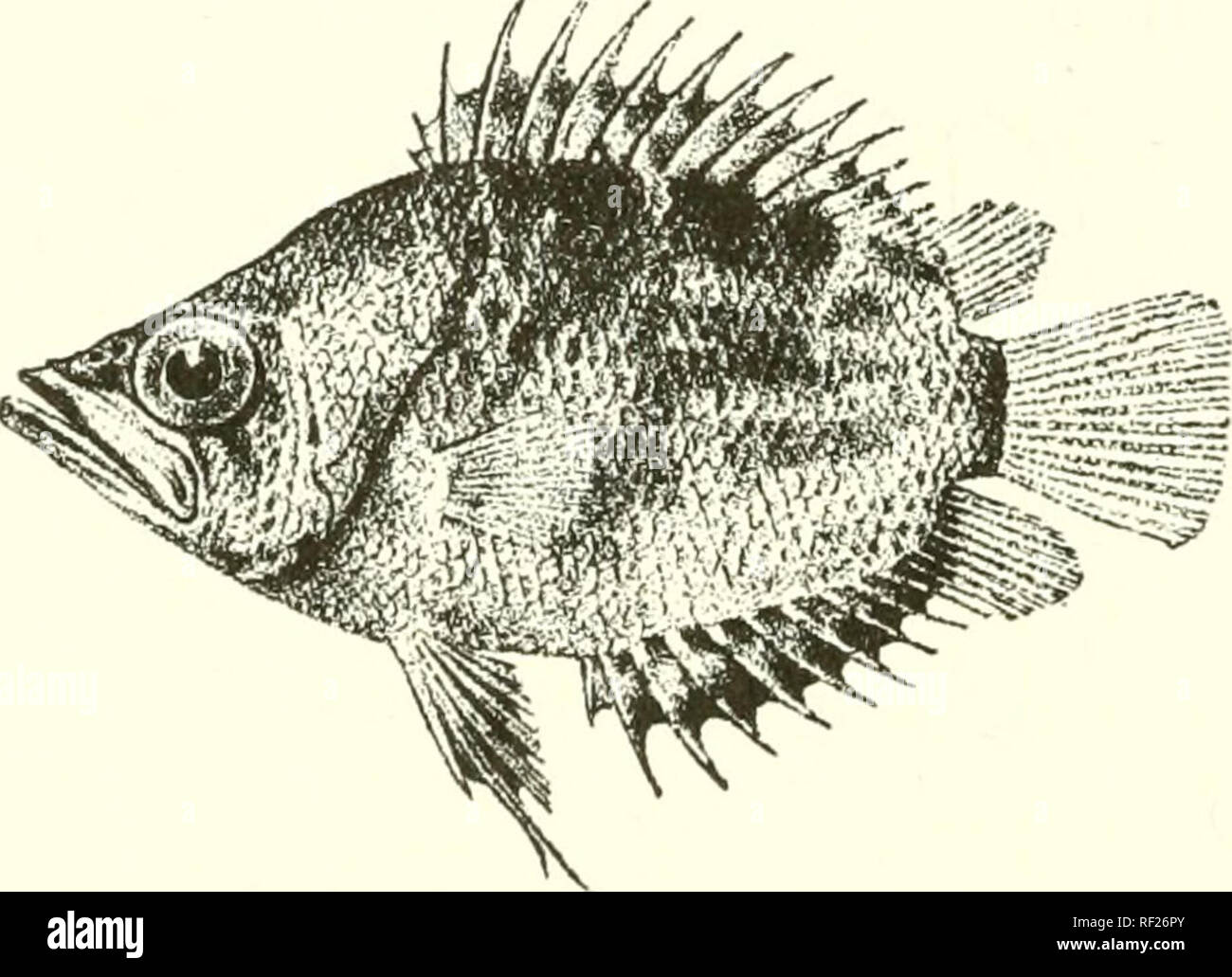 . Catalogue of the fresh-water fishes of Africa in the British Museum (Natural History). Fishes; Freshwater animals. 100 NANDID^. 1. POLYCENTROPSIS ABBREVIATA. Bouleng. 1. c. pi. iii. fig. 2 ; Pellegr. Bull. Soc. Philom. (9) ix. 1907, p. 34. Depth of body twice in total length, length of head 2J to 2J times. vSnout acutely pointed, chin projecting ; eye as long as or a little longer than snout or iriterorbital width, nearly 3 to o^^ times in length of head; maxillary extending to below centre or posterior third of eye ; 6 to 9 series of scales on the cheek. 9 to 11 gill-rakers on lower part of Stock Photo