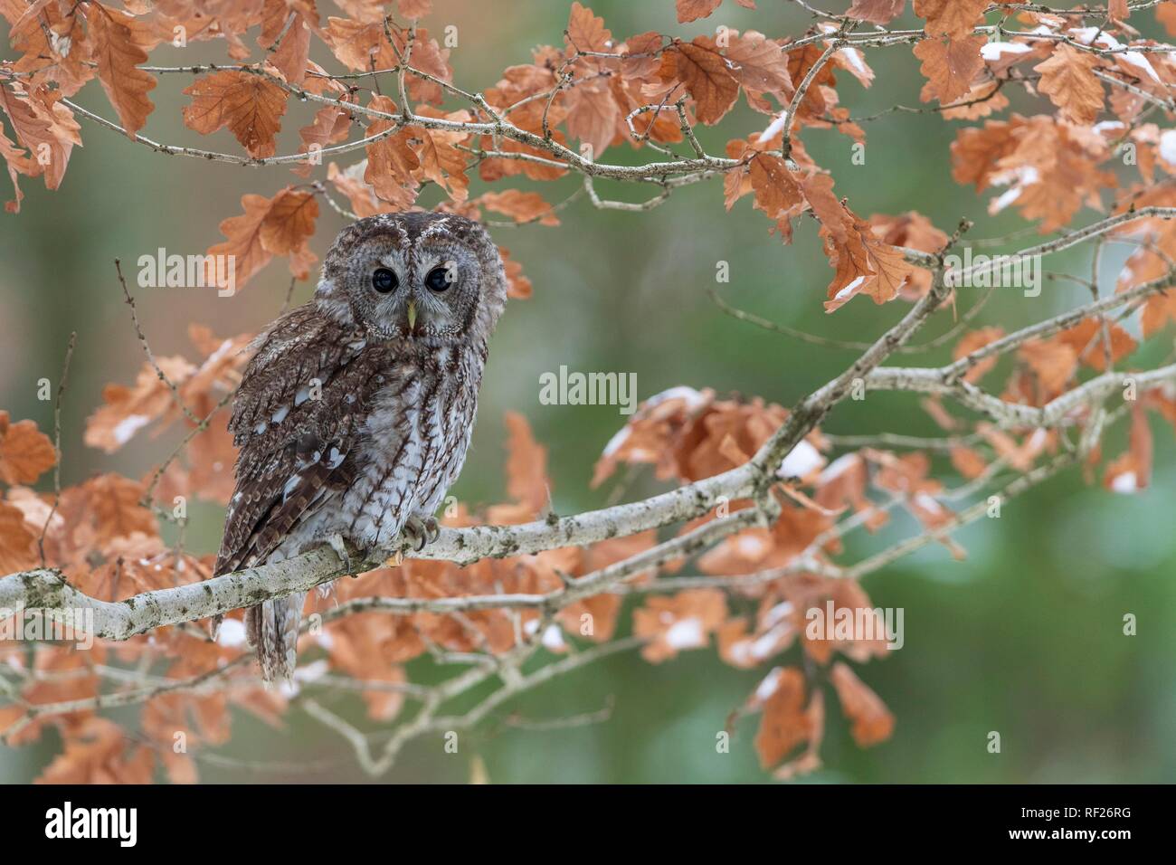 Tawny owl (Strix aluco) sits on branch, captive, Pilsen, Czech Republic Stock Photo