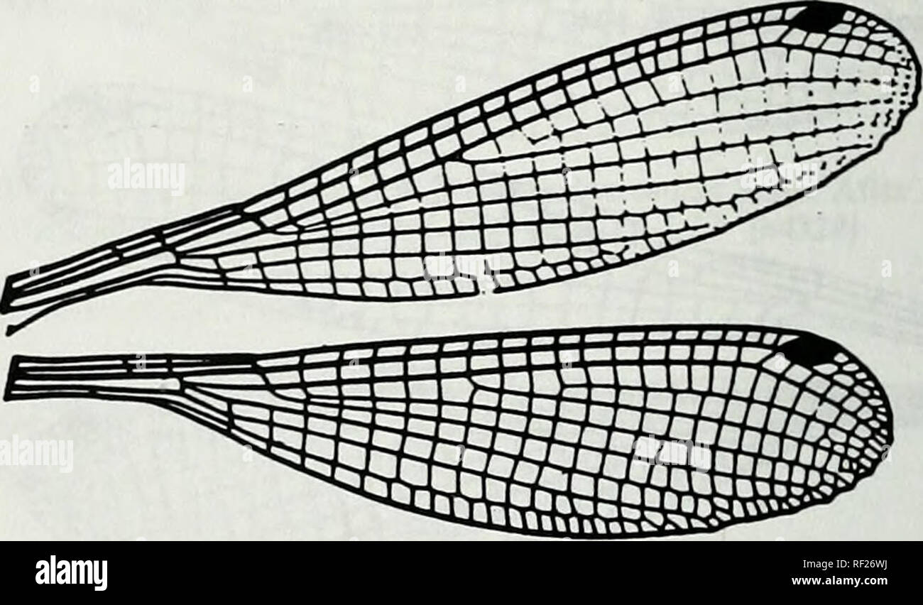 . Catalogue of the family-group, genus-group and species-group names of the Odonata of the world. Odonata; Odonata; Dragonflies; Dragonflies; Damselflies; Damselflies. Hgure 369. Wings of Idiocnemis obliteraUi Lieftinck. After Liefunck. 1987. Tijdschr. EnL 129(9):264. f 1 [b3738) Indocnemis LaidUw, 1917 Figure 373. Wings of Lieflinckia salomonis Kimmins (as Liflinkia salamonsis). After Belyshev &amp; Haritonov, 1978. Delemiiner of Dragonllies :244, f 171-2 [b0695] Lieflinckia Kimmins, 1957 Figure 370. Wing of Indocnemis kempi Laidlaw (: orang Forsler). After Belyshev &amp; Hariumov, 1978. of D Stock Photo