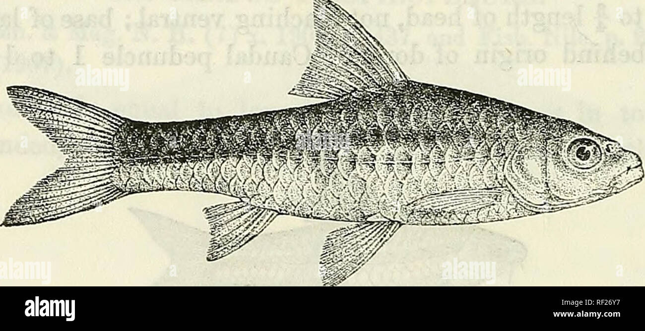 . Catalogue of the fresh-water fishes of Africa in the British Museum (Natural History). British Museum (Natural History); Fishes; Freshwater animals. 174 CYPEINIDJJ. 170. BARBUS DOGGETTI. Bouleng. Ann. &amp; Mag. N. H. (7) xiii. 1904, p. 450, and Fish. Nile, p. 255, pi. xlvi. fig. 3 (1907). Depth of body equal to length of head, 3| times in total length. Snout rounded, 3^ times in length of head, eye 3§ times, interorbital width 3 times ; mouth terminal; lips feebly developed ; two barbels on each side, minute. Dorsal III 8, equally distant from anterior border of eye and from caudal, border  Stock Photo