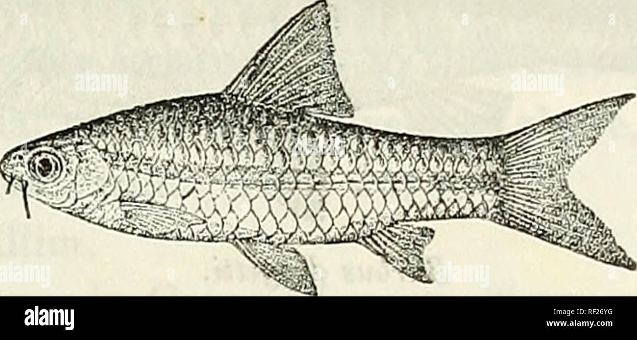 . Catalogue of the fresh-water fishes of Africa in the British Museum (Natural History). British Museum (Natural History); Fishes; Freshwater animals. BABBUS. 173 169. BARBUS NEGLECTUS. Bouleng. Ann. &amp; Mag. N. H. (7) xii. 1903, p. 532, and Fish. Nile, p. 251, pi. xlvii. fig. 5 (1907). Depth of body 3 to 3f times in total length, length of head 4 to 4J times. Snout rounded, shorter than eye, which is 2| to 3 times in length of head and equals interorbital width ; mouth small, terminal or subinferior ; lips feebly developed ; two barbels on each side, anterior half diameter of eye, posterior Stock Photo