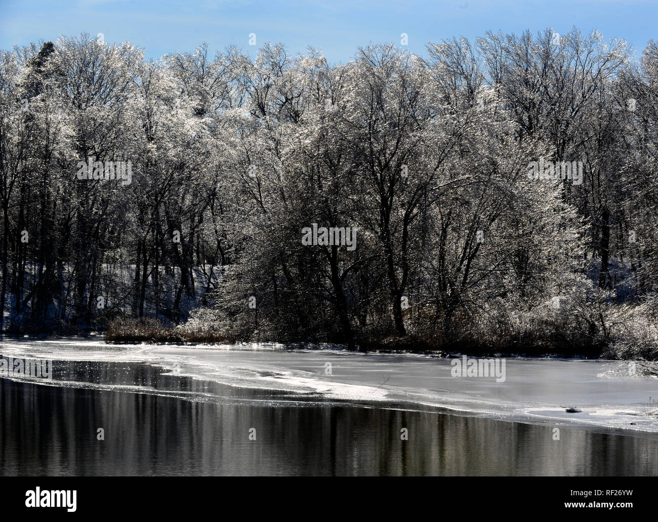 Ice covered trees on banks of Mill River.  New Haven, CT.  January 22, 2018 Stock Photo