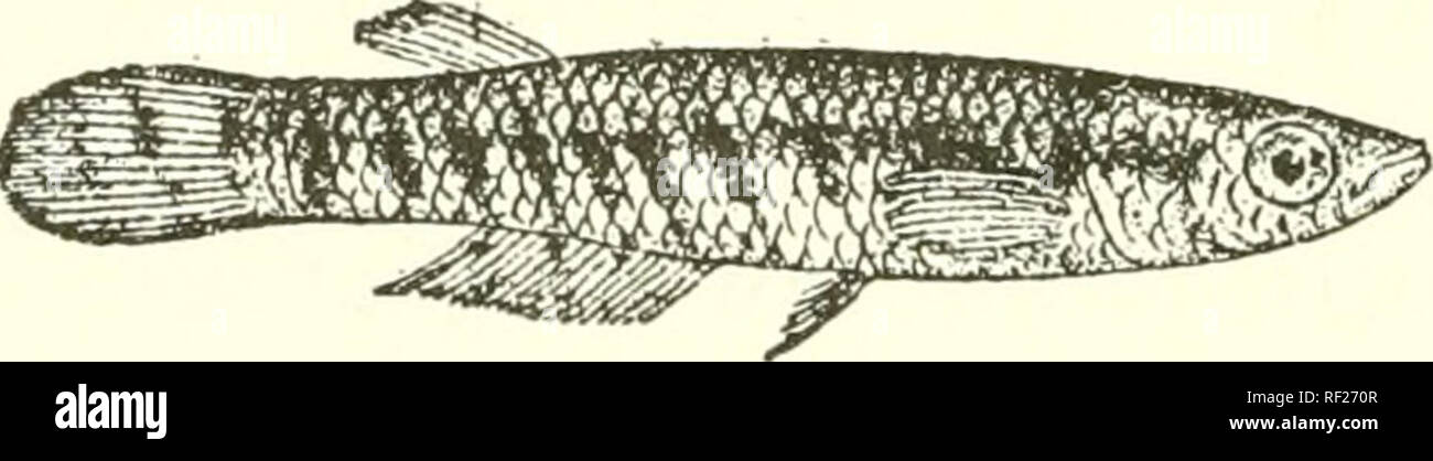 . Catalogue of the fresh-water fishes of Africa in the British Museum (Natural History). Fishes; Freshwater animals. 70 CYPE1N0D0^'TID.E. line pits. Pale yellowish brown, finely speckled with darker, especially on the borders of the scales; a fine blackish line runs along the side of the body ; fins greyish. Total length 47 millim. Nyasaland, Lake Rukwa, and Zululand. 1-8. Types. Fort Johnston. A. Wliyte, Esq. (C.) ; Sir H. H. Johnston &lt;P.). 9. Ad. Indukuduku, Zululand. Dr. E. Warren (P.). o2. HAPLOCHILUS MARNI. JIaplocltiltis faeciolatus, part., Giinth. Cat, Fish. vi. p. 358 (I.8GG), and P Stock Photo