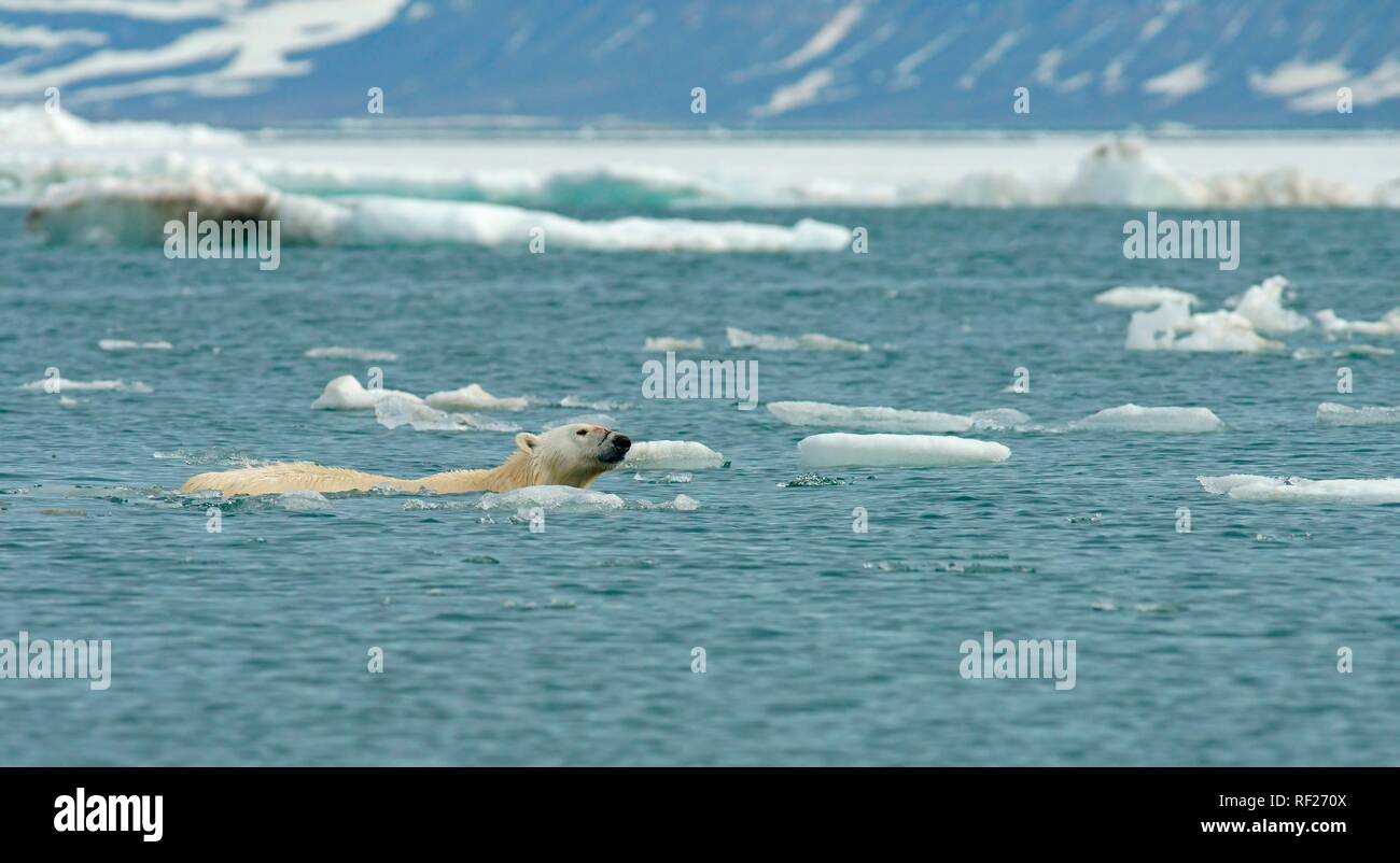 Polar bear (Ursus maritimus) swims, Svalbard, Norwegian Arctic, Norway Stock Photo