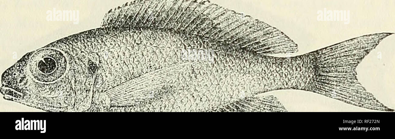 . Catalogue of the fresh-water fishes of Africa in the British Museum (Natural History). British Museum (Natural History); Fishes; Freshwater animals. TILAPIA. 265 Bonleng 93. TILAPIA BOOPS. Ann. &amp; Mag. N. H. (7) vii. 1901, p. 5, Poiss. Buss. Congo, p. 476 (1901), and Tr. Zool. Soc. xvi. 1901, p. 158, pi. xix. fig. 5. Oplithalmotilapia hoojis, Pellegr. Mem. Soc. Zool. France, xvi. 190-4, p. 345. Depth of body equal to length of head, 3^- to 3^ times in total length. Head twice as long as broad; snout short and rounded, with strongly convex upper profile, broader than long, as long as posto Stock Photo