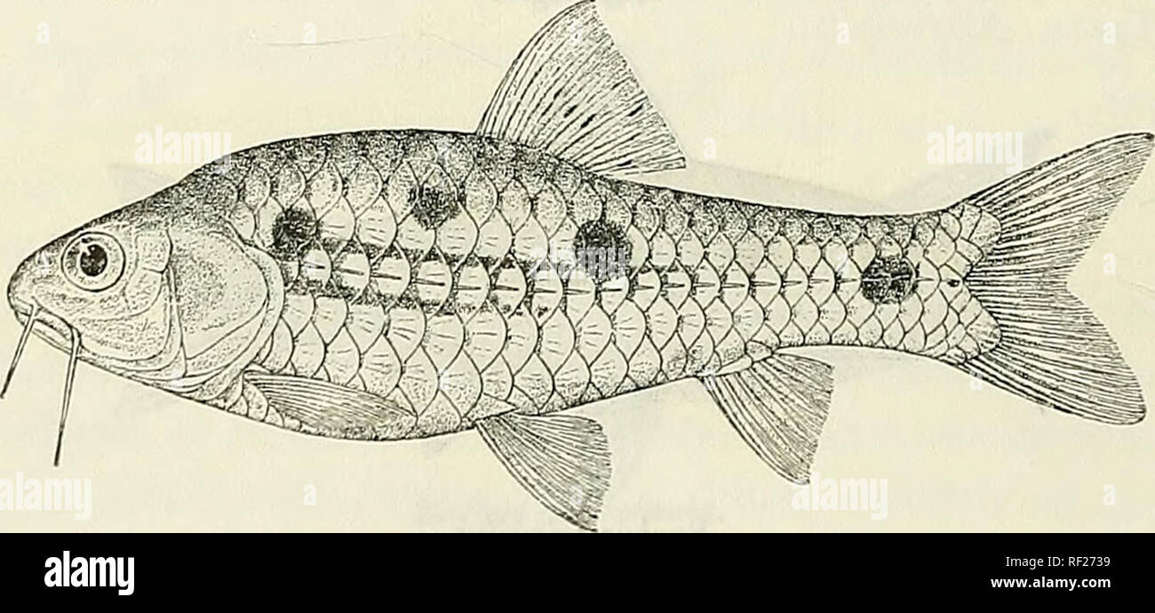 . Catalogue of the fresh-water fishes of Africa in the British Museum (Natural History). British Museum (Natural History); Fishes; Freshwater animals. 164 CYPRINIDJE. 1J to 1J times as long as deep. Scales radiately striated, 25-28 p, 2^-3 between lateral line and ventral, 10-12 round caudal peduncle. Back brownish, sides and belly silvery, the scales of the lateral line and sometimes the series above it with a dark bar at the base; three round or oval black spots on each side, the first anterior to the vertical of the base of the dorsal fin and above the lateral line, the second just behind t Stock Photo
