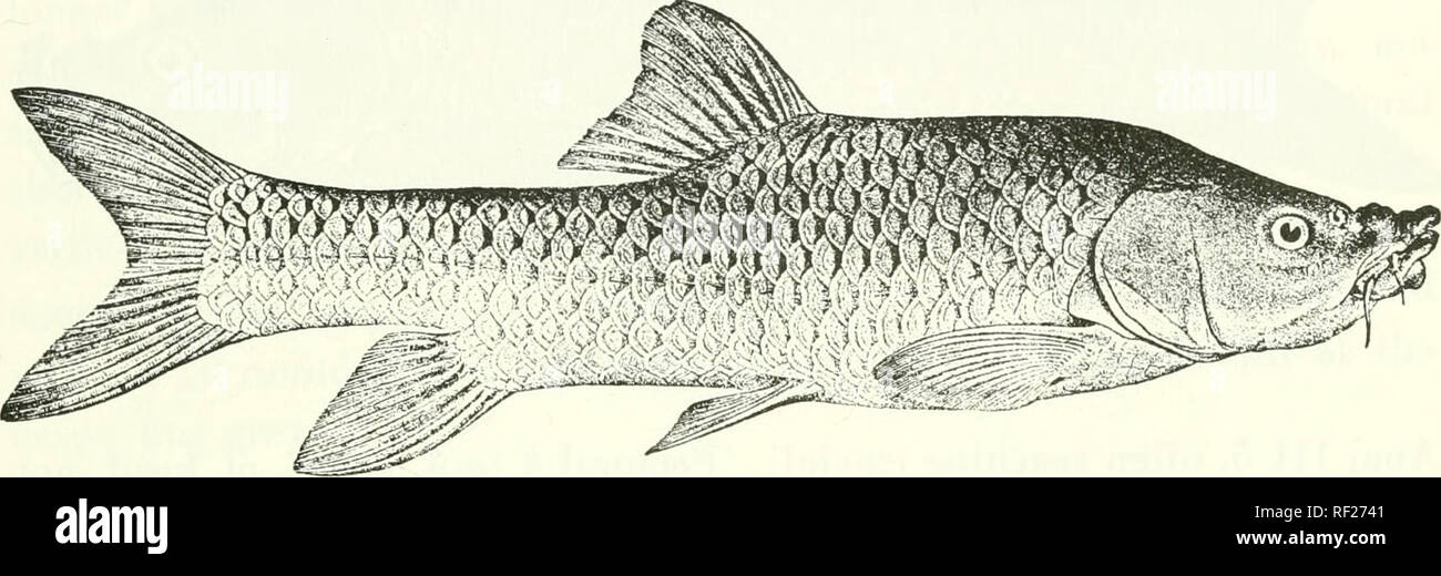 . Catalogue of the fresh-water fishes of Africa in the British Museum (Natural History). Fishes; Freshwater animals. BARBUS. 51 3J times. Snout pointed, 21 to 3 times in length of head ; eye 5 to 8i times in length of head, interorbital width 3J times; snout produced into a triangular dermal flap overhanging the lip ; mouth inferior, its width 41 to 5i times in length of head ; lips very strongly developed, lower produced into a rounded median lobe which measures J to f diameter of eye ; anterior barbel 1 to 1J diameters of eye, posterior l- to 1 J. Dorsal IV 9, a little nearer occiput than c Stock Photo
