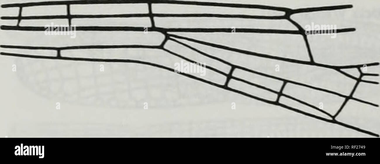 . Catalogue of the family-group, genus-group and species-group names of the Odonata of the world. Odonata; Odonata; Dragonflies; Dragonflies; Damselflies; Damselflies. Figures xin.4i Zyg:Coe:Coe:Pseudagrioninae Xinthagrion Selys, 1876 Hgure 340. Wing of Xanlhagrion erythroneumm Selys. After Belyshev &amp;. Huitonov, 1978. Deienniner of Dragonflies :248, f 175-2 (b0695) Xanthocnemis Tillyvd, 1913 Hgtire 341. Front wing oi Xanthocnemis idandicum McLachUn. After Munz, 1919. Mem. amer. enL Soc 3:pl 16, f 112 (b4328) XanUiocneniU TOlyard, 1913 Hguie 342. Wing of Xanthocnemis zelandica McLachlan (as Stock Photo