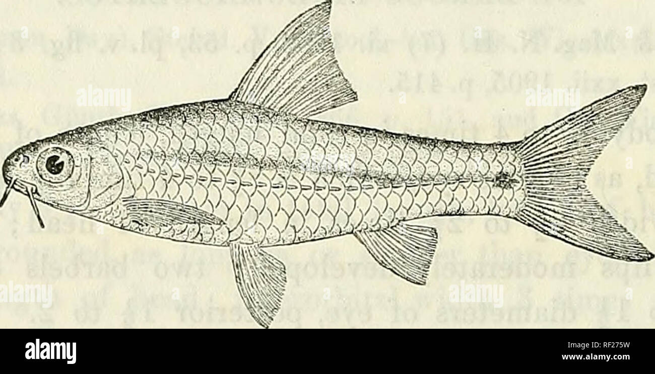 . Catalogue of the fresh-water fishes of Africa in the British Museum (Natural History). British Museum (Natural History); Fishes; Freshwater animals. 160 CTPRINID^:. 155. BAEBUS INNOCENS. Pfeff. Thierw. O.-Afr., Fische, p. 66 (1896) ; Hilgend. &amp; Pappenh. Sitzb. Ges. naturf. Fr. Berl. 1903, p. 270. Depth of body equal or nearly equal to length of head, 4 to 4j times in total length. Snout rounded, shorter than eye, which is 3 to 3J times in length of head; interorbital width 2f to 3 times in length of Fig. 137.. Barbus innocens. L. Nyassa. head; mouth small, inferior; lips feebly developed Stock Photo