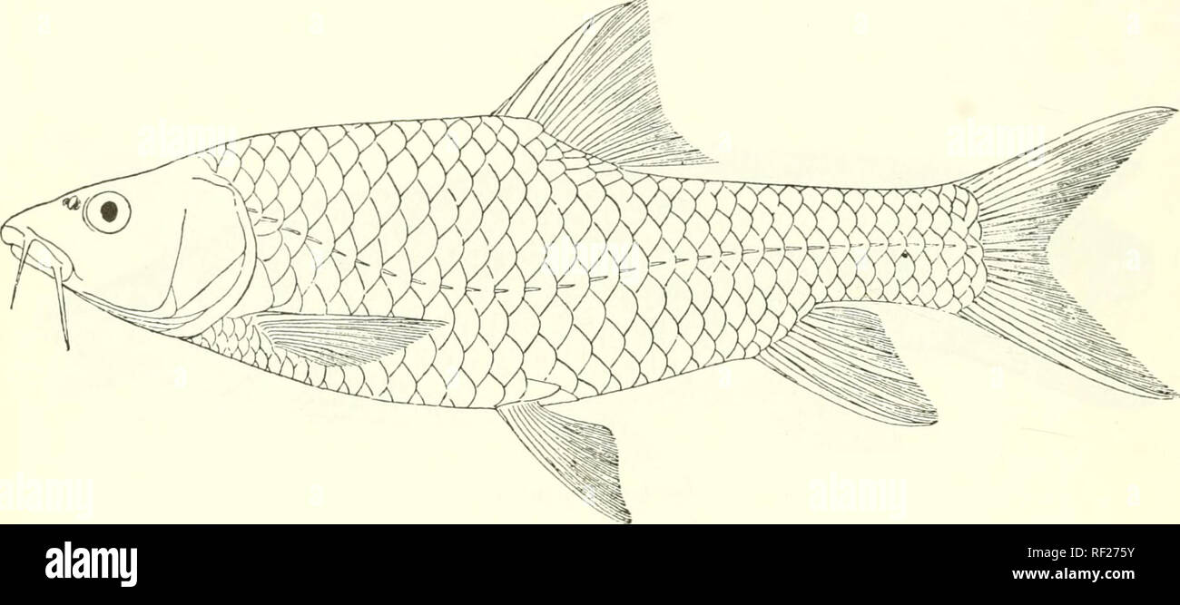 . Catalogue of the fresh-water fishes of Africa in the British Museum (Natural History). Fishes; Freshwater animals. 46 CYPRINID/E. Total length 330 millim. Upper Tana and Upper Hawash to Rift Valley Basin, East Africa. Fiil. 26.. 1. Type. 2-4. Types. 5-G. Types. 7. Skel. 8. Ad. 9-10. Ad. &amp; hgr. 11. Ad. 12. Hgr. i;j. Ad. 14-17. Ad. &amp; hgr. 18-19. Ad. &amp; hgr. 20. Ad. 21, 22. Ad. &amp; hgr. Barhiis r/ref/orii. Barja R. -fj. Kiroruma (Upper Tana), Leikipia. Prof. J. W. Gregory (P.). G. el Nania (Baringo), Leikipia. „ G. Nyuki (Naivvasha), Njemps „ Ndogo. Kibwesi R. (Athi). „ Ergino R. ( Stock Photo