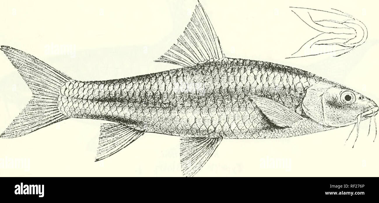 . Catalogue of the fresh-water fishes of Africa in the British Museum (Natural History). Fishes; Freshwater animals. BARBUS. 43 2'''-32 ^r;^, 2^-3 between lateral line and ventral, 12 round caudal peduncle. Olive-brown above, yellowish beneath; fins yellowish. Fi&lt;r. 23,. Bdvhiis rcinii. Type, after Giinther (Ann. &amp; Mug. N. H. 1874). Total length 550 millim. Morocco. 1-15. Hgr. &amp; yo-., types. IL Tensif't. 4-5. H&lt;j;r. Ouin Eibiah, G-7,&lt;S-]7. A.].,hc,n-., 18. Skel. 19-28. Hgr. &amp; yg. 11. Ti.lmisfc. 2U-32. Yg. li. Shishuw:.. Prof. l{cln &amp; Dr. C. v. Frit^^ch (P.). Dr. E. lia Stock Photo
