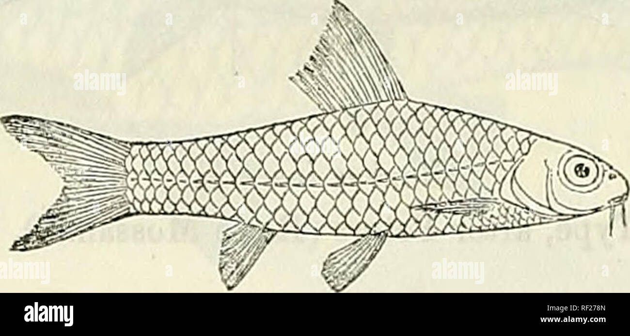 . Catalogue of the fresh-water fishes of Africa in the British Museum (Natural History). British Museum (Natural History); Fishes; Freshwater animals. 154 CYPRINID.E. 148. BARBUS NIGERIENSIS. Bouleng. Proc. Zool. Soc. 1902, ii. p. 327, pi. xxviii. fig. 3. Depth of body equal to length of head, 4 times in total length. Snout rounded, a little shorter than eye, which is 2§ to 3| times in length of head; interorbital width 1 to 2§ times in length of head; mouth small, subinferior; lips moderate ; two barbels on each side, anterior a Fig. 130.. Barbus nigeriensis. Type. little shorter than poster Stock Photo