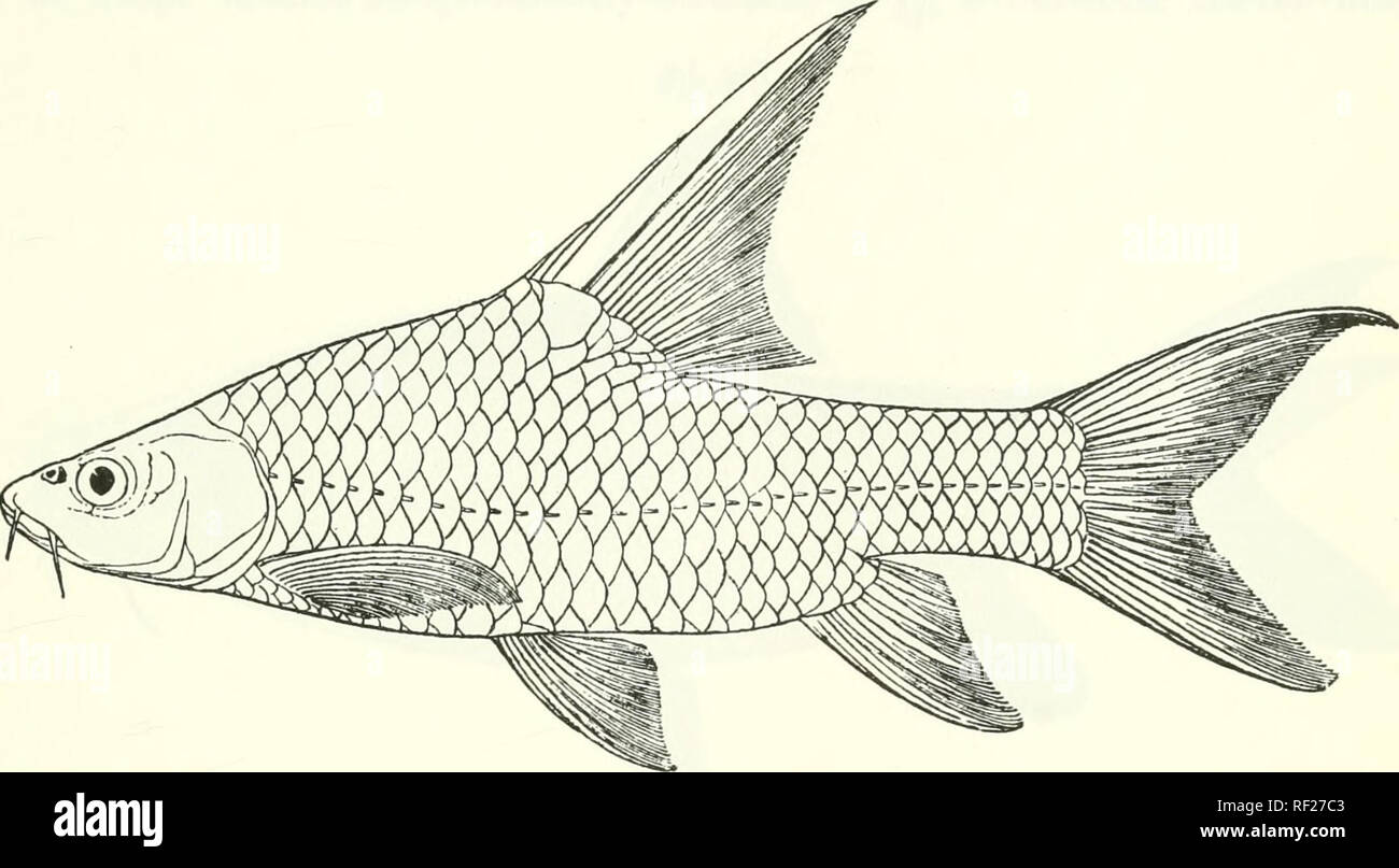 . Catalogue of the fresh-water fishes of Africa in the British Museum (Natural History). Fishes; Freshwater animals. BAEBUS. 29 reaching ventral; base oi latter below anterior rays of dorsal. Caudal peduncle 1;^ to 1^ times as long as deep. Scales finely striated Fix. 9.. Barb us ruspolii. L. Gandjule. ^. 5—0- longitudinally, 32-34 -p,, -, 2J between lateral line and ventral, 12-14 round caudal peduncle. Silvery, back greenish. Total length 340 millim. Lakes Abaia and Gandjule (Margherita).—Type in Genoa Museum. 1-(k A(l. L. Gandjule. Mr. P. C. Zaphiro ((I); W. N. McMillan, Esq. (P.). 9. BARBU Stock Photo