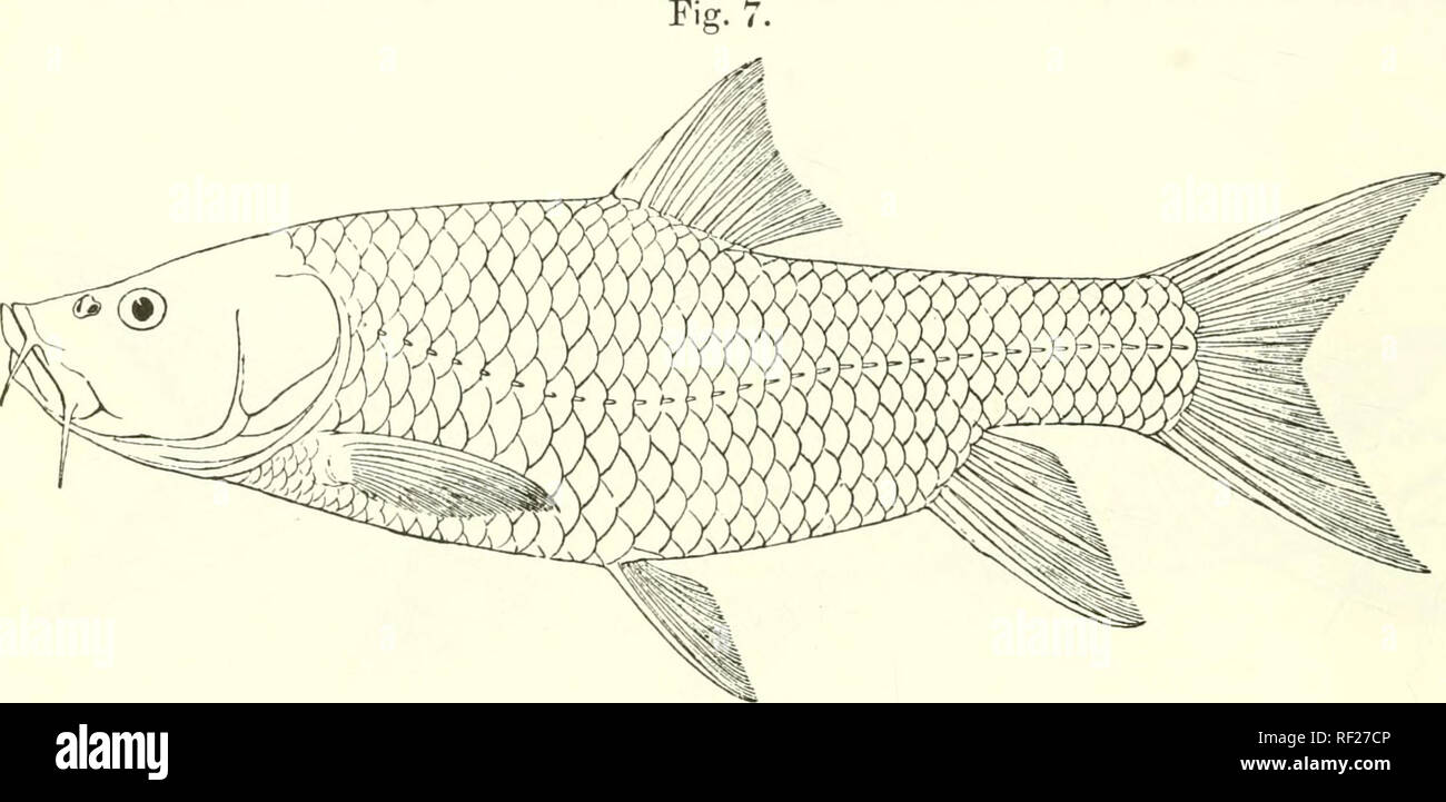 . Catalogue of the fresh-water fishes of Africa in the British Museum (Natural History). Fishes; Freshwater animals. 26 CYPEINID^. to origin of dorsal Caudal peduncle l^ to IJ times as long as deep. Scales longitudinally striated, 33-36 51:^, ventral, 12 or 14 round caudal peduncle, the sides and below; fins yellowish green. 4 between lateral line and Greenish above, golden on. Barhus rueppelli. Type. . Total length 340 millim. Errer River (Hawash System), Southern Ethiopia. 1-4. Types. Errer R., Upper Ada), 4000 ft. Mr. E. Degen (C). 5. Skel. „ ,, „ 7. BARBUS BYNNI. Ci/priniis bpini, Forsk.  Stock Photo