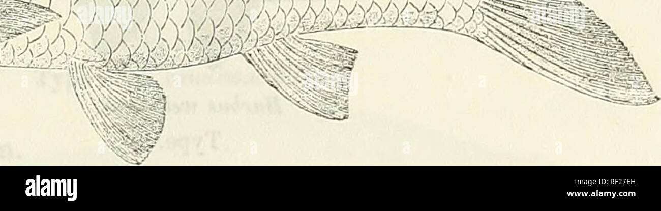 . Catalogue of the fresh-water fishes of Africa in the British Museum (Natural History). British Museum (Natural History); Fishes; Freshwater animals. /^B mfmww â : mm. Barbus argenteus. Type. ventral; latter below anterior rays of dorsal. Caudal peduncle 1^ to If times as long as deep. Scales radiately striated, 29-33 p, 2|-3 between lateral line and ventral, 12-14 round caudal peduncle. Uniform silvery, back brownish. Total length 110 millim. Angola; Upper Zambesi. 1-4. Types. Golungo Alto, Loanda. Dr. Welwitsch (P.). 5. Ad. Cuculova R., Mossamedes. Dr. W. J. Ansorge (0.). 6-9. Ad. Dongwenna Stock Photo