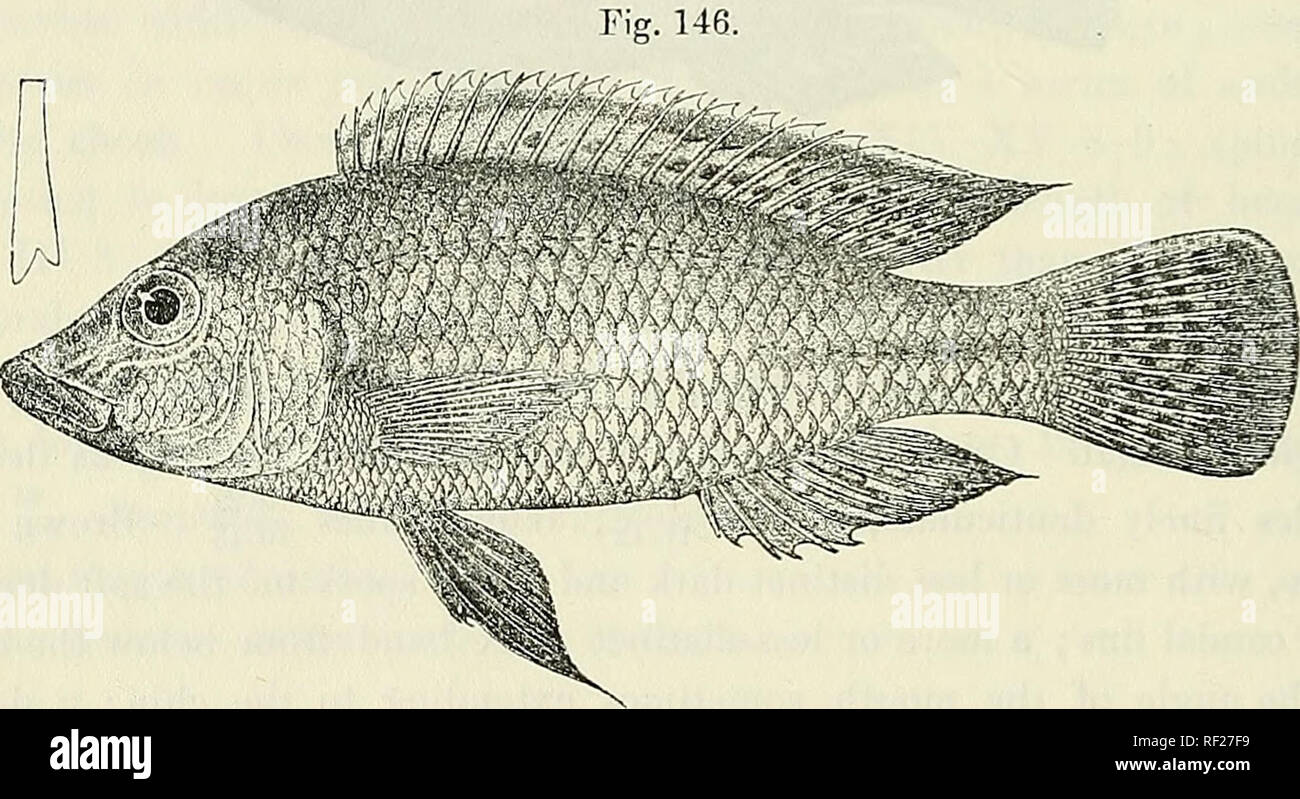 . Catalogue of the fresh-water fishes of Africa in the British Museum (Natural History). British Museum (Natural History); Fishes; Freshwater animals. 224 CICHLlD/l-:. 19-27. Hgr. &amp; yg- 28-29. Yg. 30. Hgr. Z. Fort Johnston. Umsitu R., Broken Hill, N.W Rhodesia. Sir H. H. Johnston (P.). Rev. F. A. Rogers and E. C. Chuhb, Esq. (P.). 58. TILAPIA LUCULL^J. Bouleng. Ann. &amp; Mag. N. H. (8) xii. 1913, p. 483. Depth of body equal to length of head, 3 times in total length. Head a little more than twice as long as broad ; snout with straight upper profile, as long as broad, as long as postocular Stock Photo