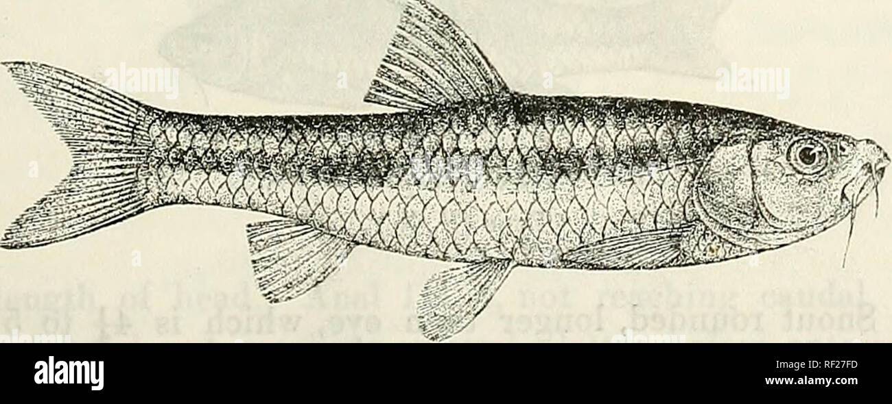 . Catalogue of the fresh-water fishes of Africa in the British Museum (Natural History). British Museum (Natural History); Fishes; Freshwater animals. Barb us nairobiensis. Type. 1-4. Ad. &amp; ligr., types. Nairobi R., 3500 ft. A. Blayney Percival, Esq. (P.). 124. BARBUS PORTAL!. Bouleng. Ann. &amp; Mag. N. H. (7) xviii. 190G, p. 36, and Fish. Nile, p. 243, pi. xlv. fig. 2 (1907). Depth of body equal to length of head, 3-| to i tiir.es in total length. Snout rounded, as long as (young) or longer than eye, which is 3^ to 4^ Fig. Mil.. Barbus portali. Type (F. K.y. times in length of head; inte Stock Photo
